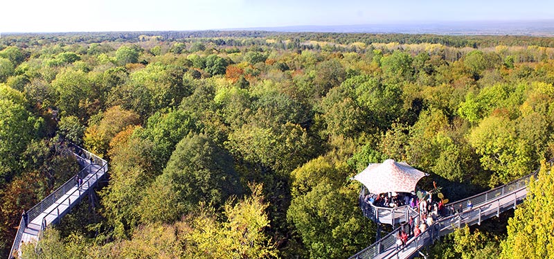 Baumkronenpfad im Herbst